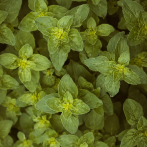 Oregano