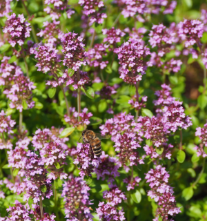 Thymian