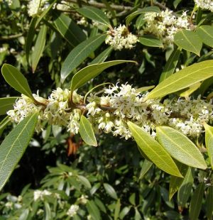 osmanthus-fragrans